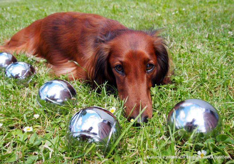 Jezevčík a petanque