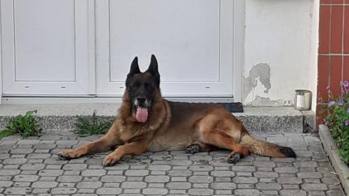 Pes vypadající jako německý ovčák