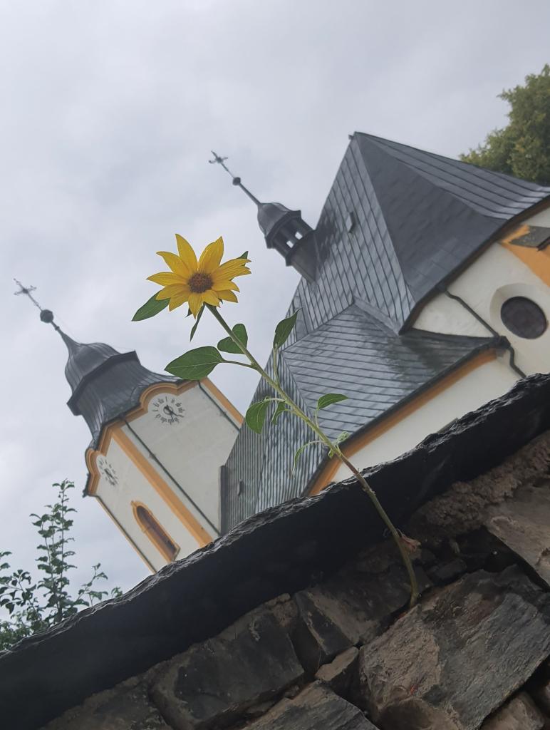 slunečnice u kostela
